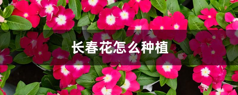 长春花怎么种植 长春花怎么种植