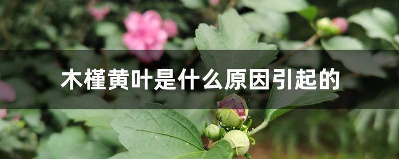 木槿黄叶是什么原因引起的 木槿黄叶是什么原因引起的