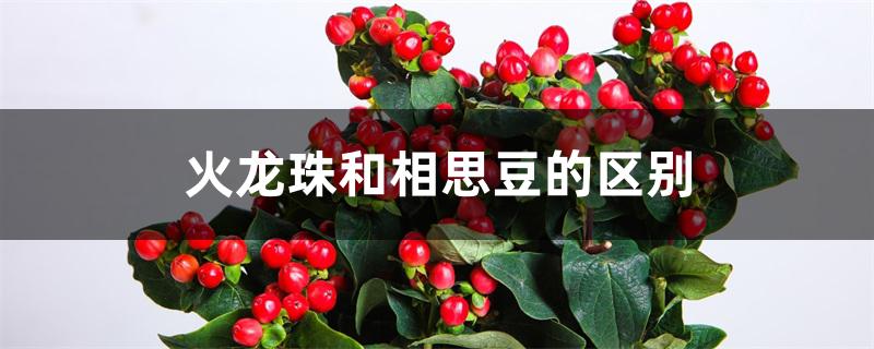 火龙珠和相思豆的区别 火龙珠和相思豆的区别