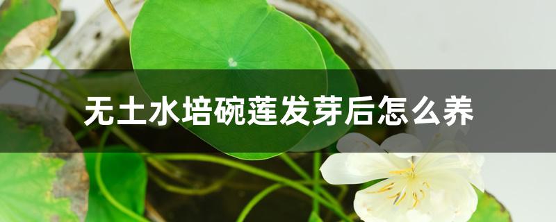 无土水培碗莲发芽后怎么养 无土水培碗莲发芽后怎么养