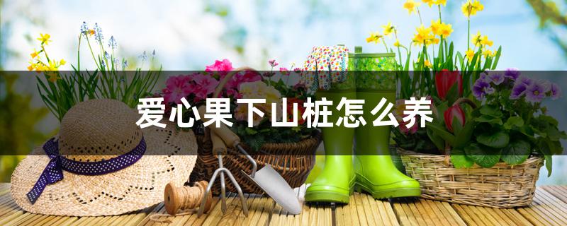 爱心果下山桩怎么养 爱心果下山桩怎么养
