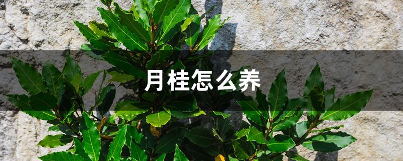 月桂怎么养 月桂怎么养