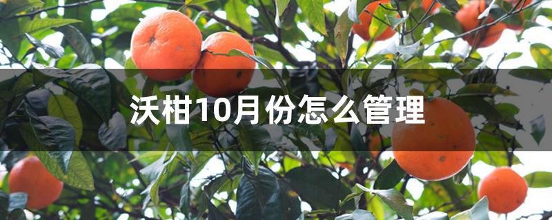 沃柑10月份怎么管理 沃柑10月份怎么管理