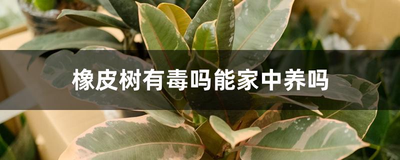橡皮树有毒吗能家中养吗 橡皮树有毒吗能家中养吗