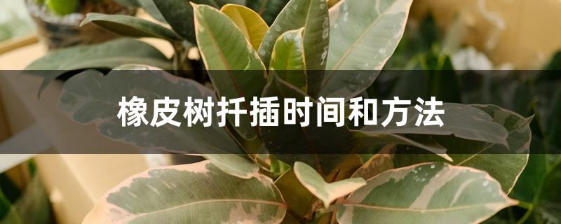 橡皮树扦插时间和方法 橡皮树扦插时间和方法