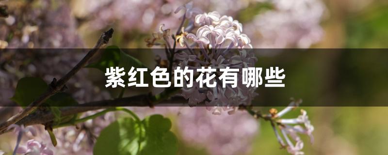紫红色的花有哪些 紫红色的花有哪些