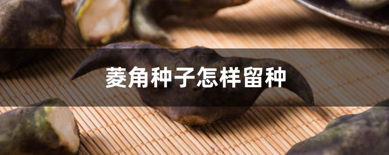菱角种子怎样留种 菱角种子怎样留种