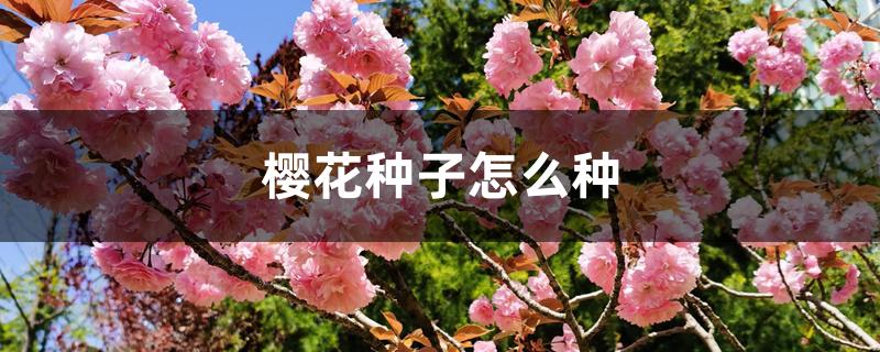樱花种子怎么种 樱花种子怎么种