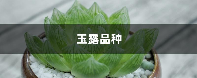 玉露品种 玉露品种