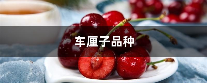 车厘子品种 车厘子品种