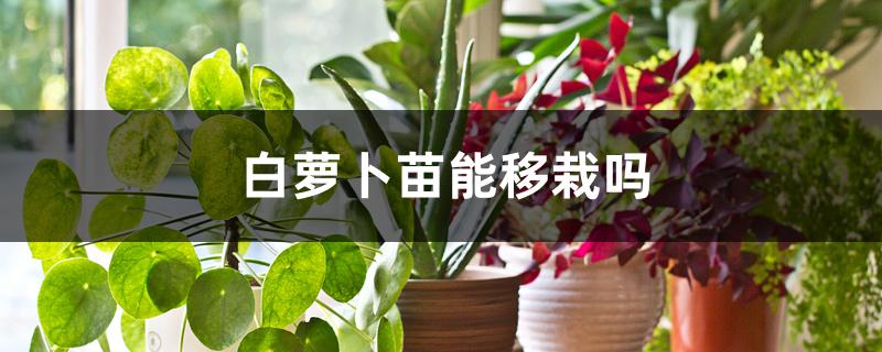 白萝卜苗能移栽吗 白萝卜苗能移栽吗