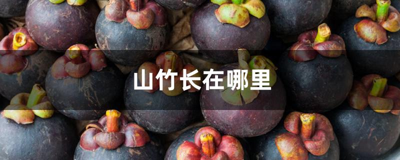 山竹长在哪里 山竹长在哪里