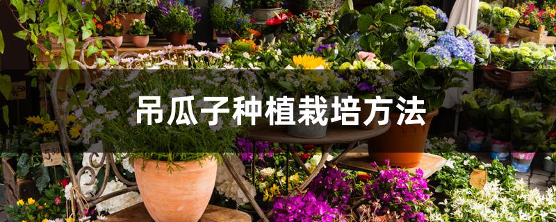吊瓜子种植栽培方法 吊瓜子种植栽培方法