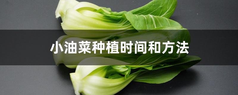 小油菜种植时间和方法 小油菜种植时间和方法