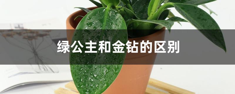 绿公主和金钻的区别 绿公主和金钻的区别
