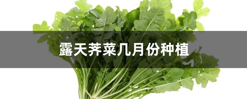 露天荠菜几月份种植 露天荠菜几月份种植