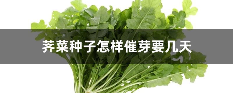 荠菜种子怎样催芽要几天 荠菜种子怎样催芽要几天