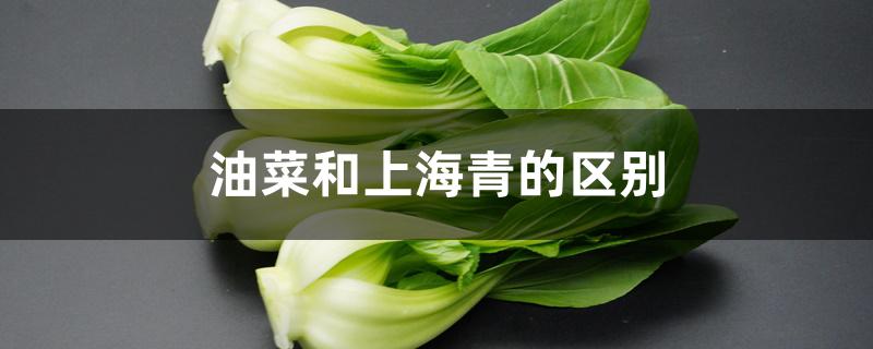 油菜和上海青的区别 油菜和上海青的区别