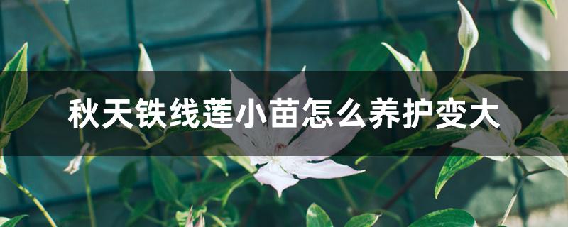 秋天铁线莲小苗怎么养护变大 秋天铁线莲小苗怎么养护变大