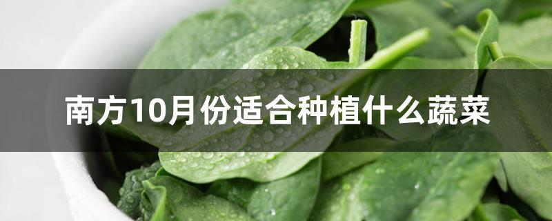 南方10月份适合种植什么蔬菜 南方10月份适合种植什么蔬菜