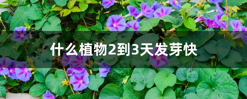 什么植物2到3天发芽快 什么植物2到3天发芽快