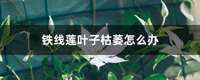 铁线莲叶子枯萎怎么办 铁线莲叶子枯萎怎么办