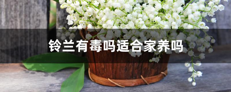 铃兰有毒吗适合家养吗 铃兰有毒吗适合家养吗