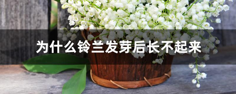 为什么铃兰发芽后长不起来 为什么铃兰发芽后长不起来