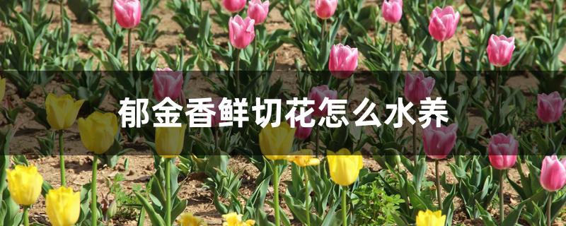 郁金香鲜切花怎么水养 郁金香鲜切花怎么水养