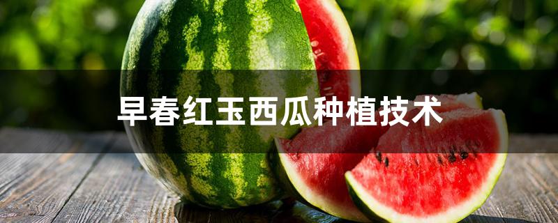 早春红玉西瓜种植技术 早春红玉西瓜种植技术