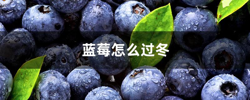 蓝莓怎么过冬 蓝莓怎么过冬