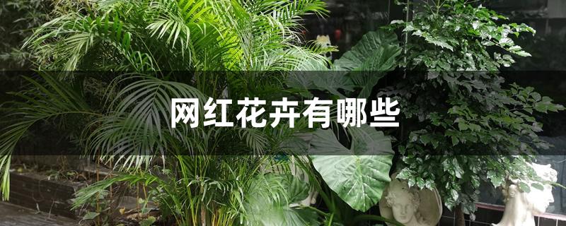 网红花卉有哪些 网红花卉有哪些