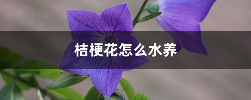 桔梗花怎么水养 桔梗花怎么水养