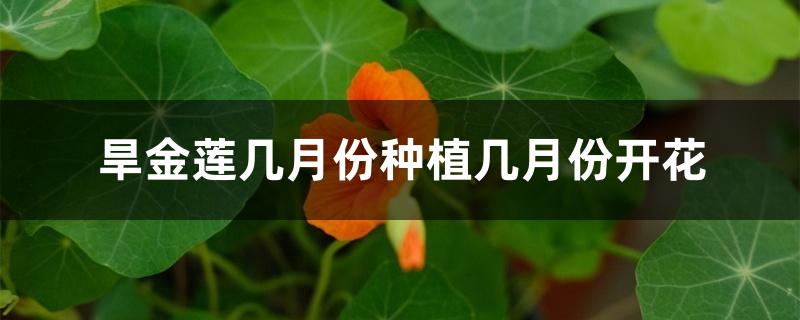 旱金莲几月份种植几月份开花 旱金莲几月份种植几月份开花
