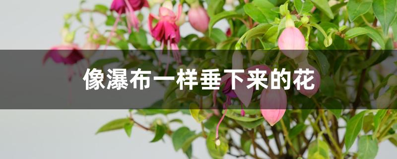 像瀑布一样垂下来的花 像瀑布一样垂下来的花