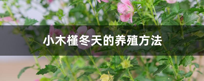 小木槿冬天的养殖方法 小木槿冬天的养殖方法