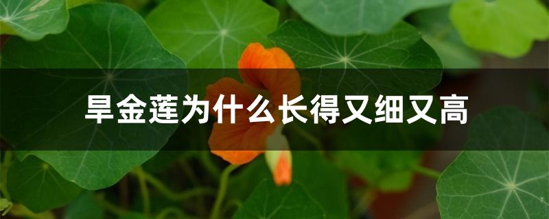 旱金莲为什么长得又细又高 旱金莲为什么长得又细又高
