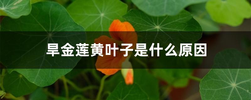 旱金莲黄叶子是什么原因 旱金莲黄叶子是什么原因