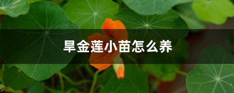 旱金莲小苗怎么养 旱金莲小苗怎么养