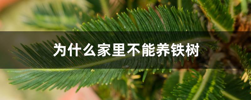 为什么家里不能养铁树 为什么家里不能养铁树