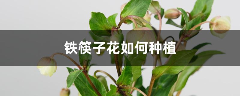 铁筷子花如何种植 铁筷子花如何种植