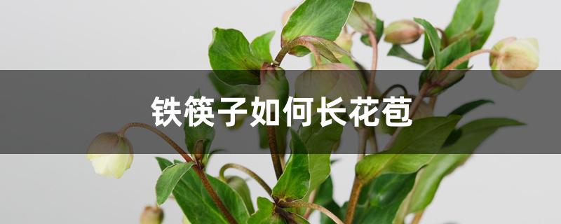 铁筷子如何长花苞 铁筷子如何长花苞