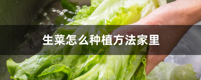 生菜怎么种植方法家里 生菜怎么种植方法家里