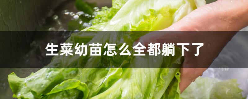 生菜幼苗怎么全都躺下了 生菜幼苗怎么全都躺下了