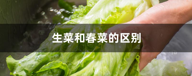 生菜和春菜的区别 生菜和春菜的区别