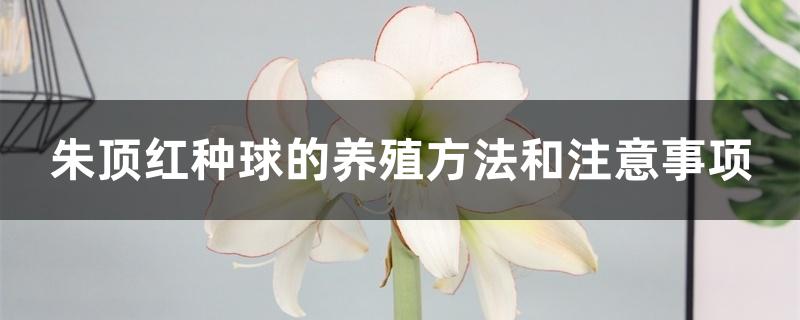 朱顶红种球的养殖方法和注意事项 朱顶红种球的养殖方法和注意事项