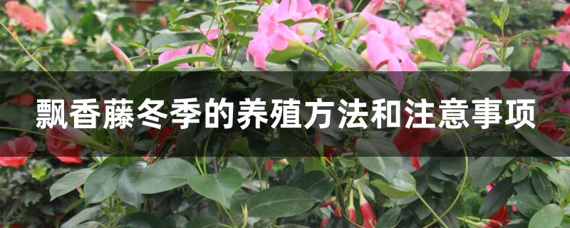 飘香藤冬季的养殖方法和注意事项 飘香藤冬季的养殖方法和注意事项