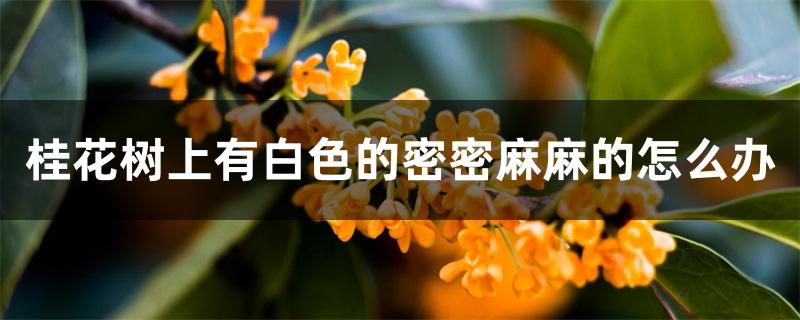 桂花树上有白色的密密麻麻的怎么办 桂花树上有白色的密密麻麻的怎么办