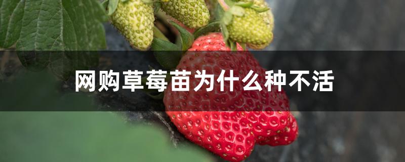 网购草莓苗为什么种不活 网购草莓苗为什么种不活