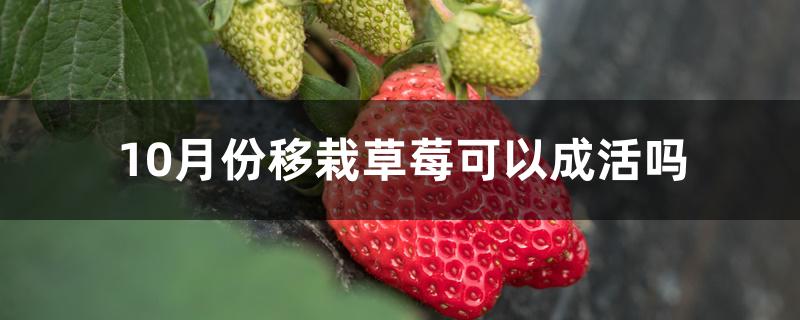 10月份移栽草莓可以成活吗 10月份移栽草莓可以成活吗